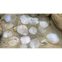 The Different Types of Capiz Shells You Should Now