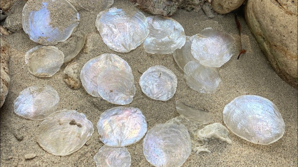 Raw Capiz Seashell Circle Shape Material: A Craft Treasure from Bali