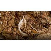 The Wooden Miniature Brown Creeper Bird from Budivis Shop: A High-Quality and Educational Decorative Piece