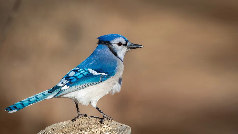 The Art of Wooden Miniature Blue Jay Birds: A Review of Budivis Shop's Best Quality