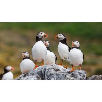 Wooden Bird Figurine Model Atlantic Puffin: A Perfect Addition to Your Home Decor