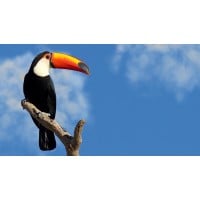 Introducing the Wooden Bird Figurine Model Toco Toucan