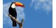 Introducing the Wooden Bird Figurine Model Toco Toucan