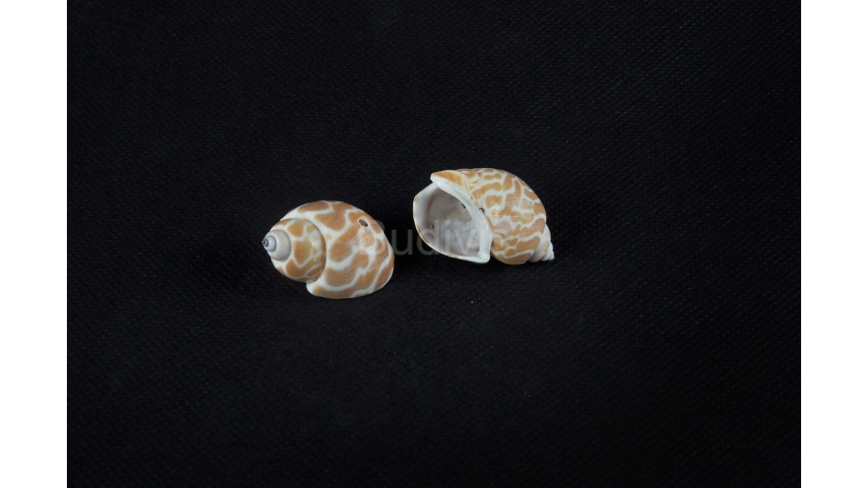 DIY Decoration Sea Shell Material