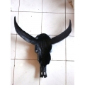 Top Resin Buffalo Skull Replica Artificial Resin Buffalo Skull Head Wall Decoration, Resin Figurine Custom Handhande, Statue Collectible Figurines Resin