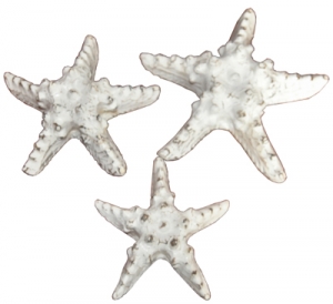 Starfish set of 3 Home Decor